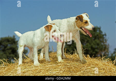 Jack Russel Terrier, Adulti su Hey Foto Stock