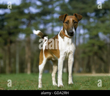 Smooth Fox Terrier cane con collare Foto Stock