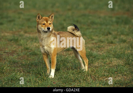 Shiba Inu cane sull'erba Foto Stock