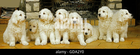 Polacco Sheepdog Tatra cane, cuccioli Foto Stock