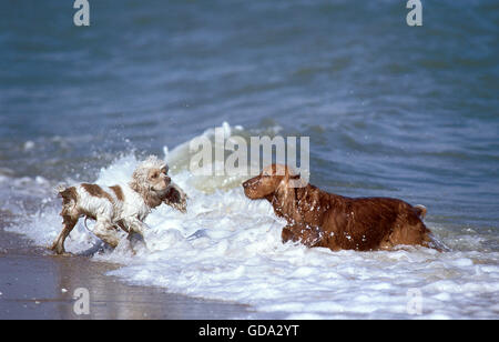 ENGLISH cocker spaniel sulla spiaggia Foto Stock