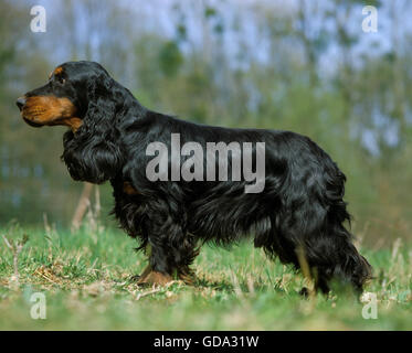 English Cocker Spaniel su erba, nero-e-tan Foto Stock