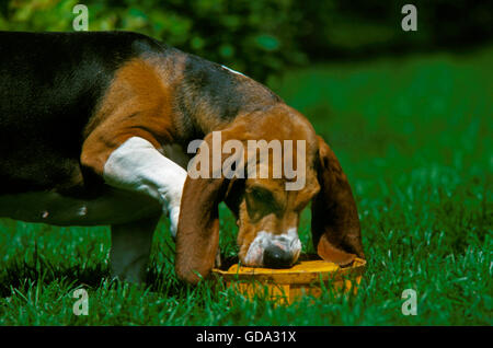 Basset Artesian Normand, cane a giocare con la sua vaschetta Foto Stock