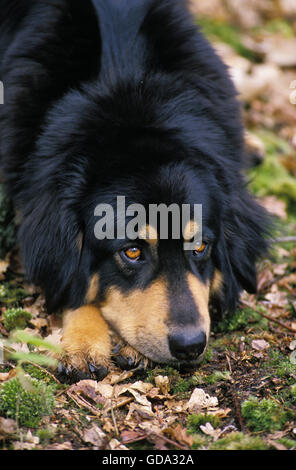 Il Mastino tibetano, cane adulto che stabilisce Foto Stock