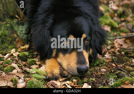 Il Mastino tibetano di appoggio del cane Foto Stock