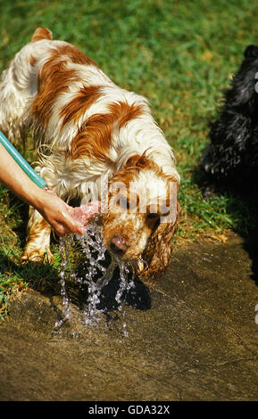 English Cocker Spaniel, adulti di acqua potabile Foto Stock