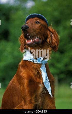 Setter Irlandese o rosso Setter, travestito cane Foto Stock