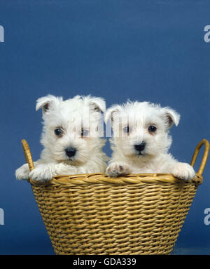 WEST Highland White Terrier, cuccioli IN BASKET Foto Stock