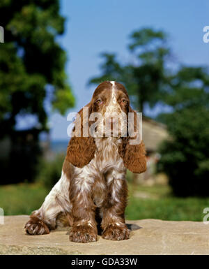 English Cocker Spaniel seduta Foto Stock