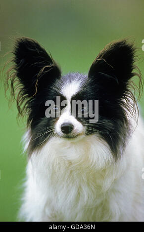 Papillon cane o Continental Toy Spaniel cane Foto Stock