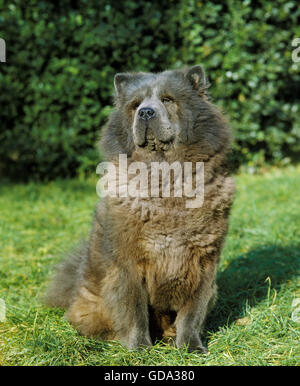 Chow Chow dog sitter su prato Foto Stock