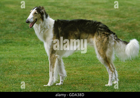 Cane o russo Wolfhound sul prato Foto Stock