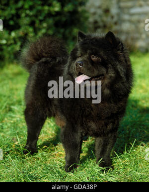 Chow Chow cane sull'erba Foto Stock