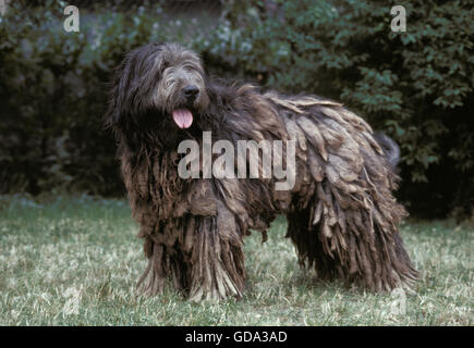 Sheepdog catalano Foto Stock