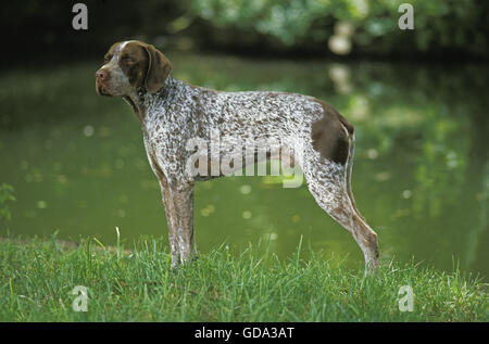 Francese cane di puntamento, maschio Foto Stock