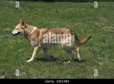 Saarloos Wolfhound, cane di razza dai Paesi Bassi Foto Stock