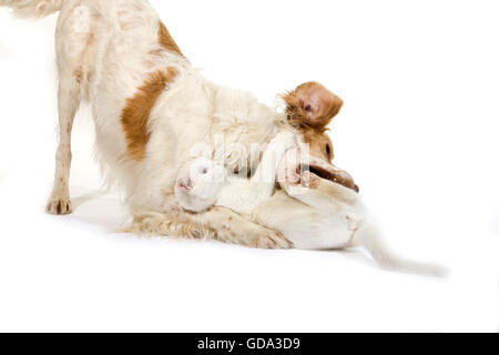French Spaniel cane (colore cannella) con bianco gatto domestico contro uno sfondo bianco Foto Stock
