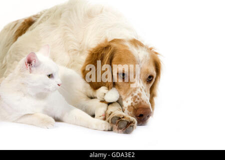 French Spaniel cane (colore cannella) con bianco gatto domestico Foto Stock