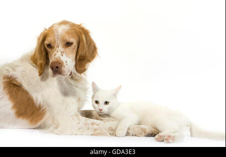 French Spaniel cane (colore cannella) con bianco gatto domestico Foto Stock