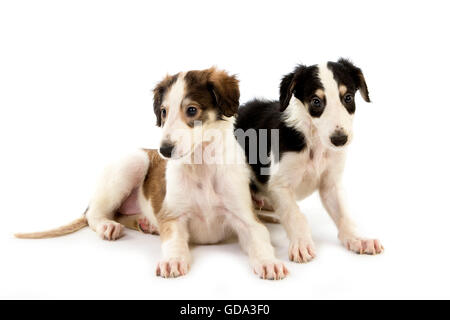 Cane o russo WOLFHOUND, cuccioli contro uno sfondo bianco Foto Stock