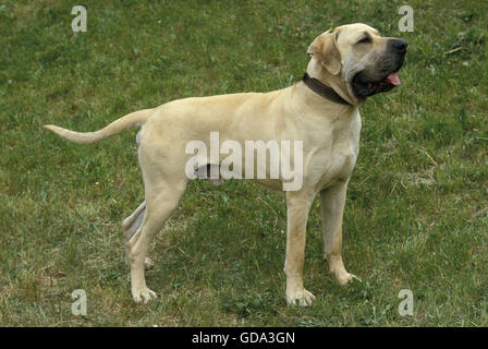 Fila brasileiro un cane di razza da Brasile, maschio Foto Stock