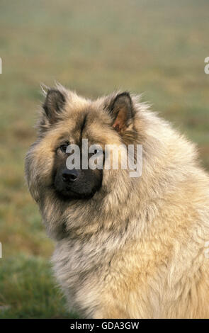 Ritratto di cane Eurasier o Eurasian Spitz Foto Stock