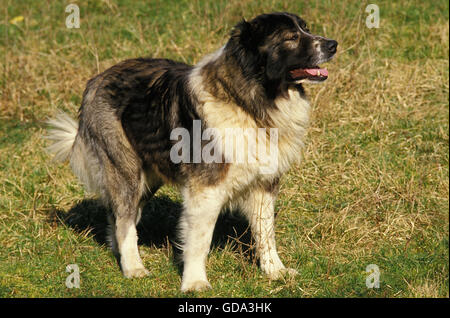 Pastore del Caucaso cane di razza, dalla Russia Foto Stock