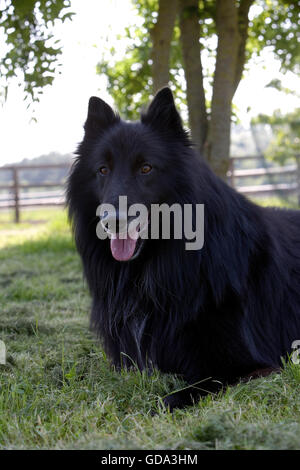 Pastore BELGA GROENENDAEL CANE Foto Stock
