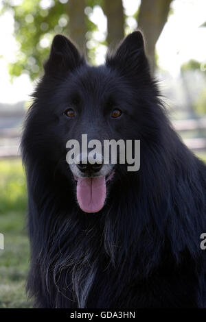 Pastore BELGA GROENENDAEL CANE Foto Stock