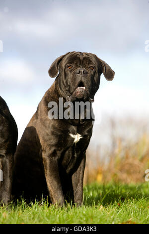 Cane Corso, cane di razza da Italia, adulto seduto sull'erba Foto Stock