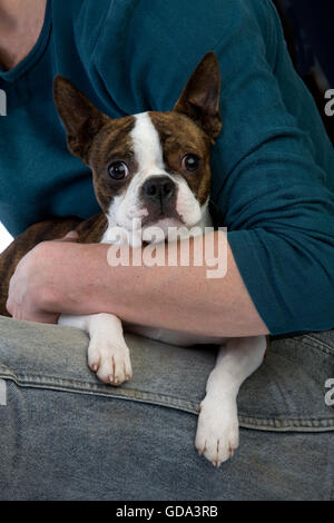 Boston Terrier cane con donna Foto Stock
