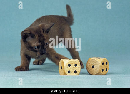 Zibeline birmano gatto domestico, gattino giocando con dadi Foto Stock