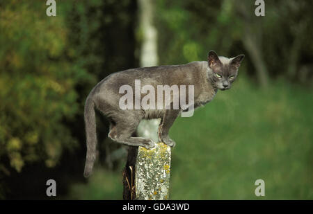 Blue birmano gatto domestico, adulti sul post Foto Stock