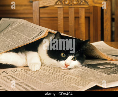 Bianco e Nero Skogkatt gatto domestico, Adulti giocando con il Giornale Foto Stock