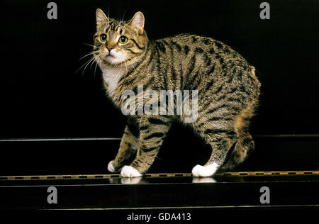 Manx gatto domestico, un gatto di razza senza coda, adulto sul pianoforte Foto Stock