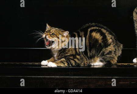 Manx gatto domestico, un gatto di razza senza coda, adulto sul pianoforte, ululano Foto Stock