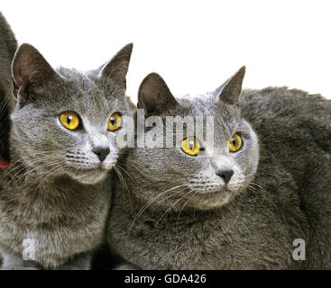 Chartreux gatto domestico contro uno sfondo bianco Foto Stock