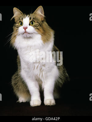 Skogkatt gatto domestico, Adulti su sfondo nero Foto Stock