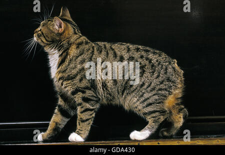 Manx gatto domestico, Tailless razza Foto Stock