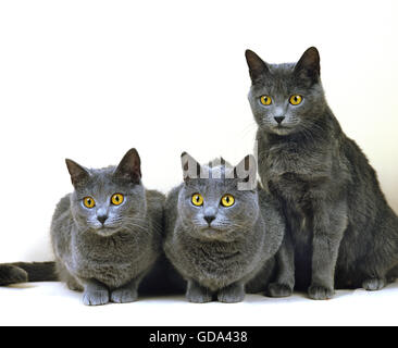 Chartreux gatto domestico contro uno sfondo bianco Foto Stock