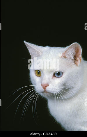 Manx gatto domestico, Tailless razza, ritratto con colori diversi gli occhi Foto Stock