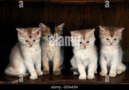 FAWN somalo di gatto domestico, gattini seduta Foto Stock