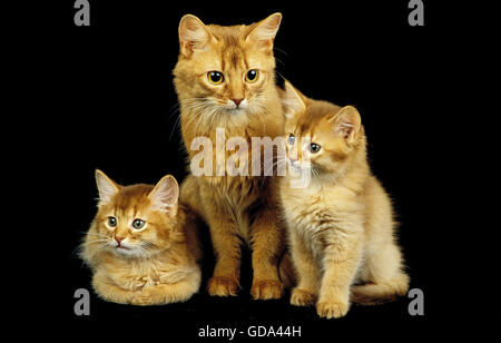 Somalo rosso gatto domestico, Madre e gattino su sfondo nero Foto Stock