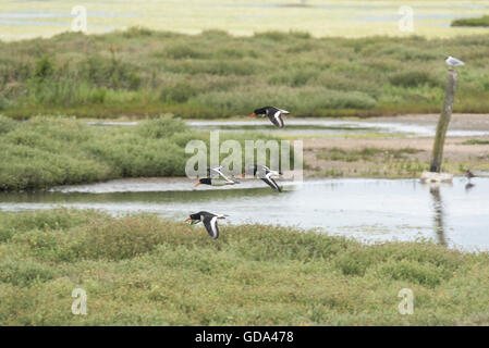Quattro Oystercatchers battenti e tubazioni - una forma di visualizzazione territoriale Foto Stock