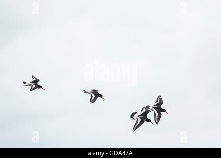 Quattro Oystercatchers battenti e tubazioni - una forma di visualizzazione territoriale Foto Stock