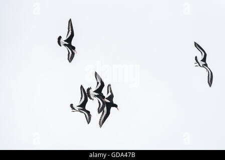 Cinque Oystercatchers battenti e tubazioni - una forma di visualizzazione territoriale Foto Stock