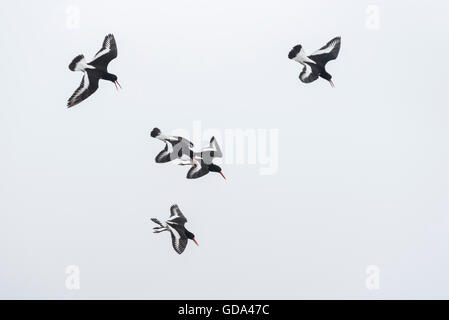 Cinque Oystercatchers battenti e tubazioni - una forma di visualizzazione territoriale Foto Stock