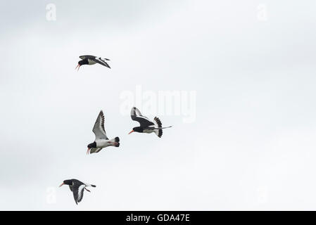 Quattro Oystercatchers battenti e tubazioni - una forma di visualizzazione territoriale Foto Stock