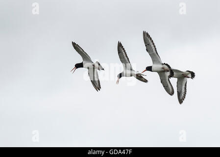 Quattro Oystercatchers battenti e tubazioni - una forma di visualizzazione territoriale Foto Stock