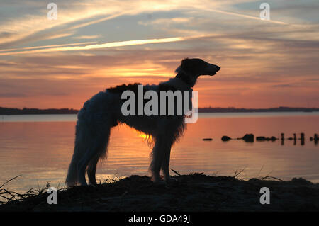 Cane cane si vede come una silhouette contro il tramonto. Foto Stock